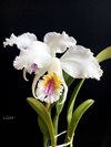 Cattleya mossiae semi-alba 